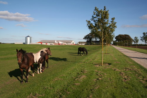 20060909: Heste med fodersiloer i baggrunden.
