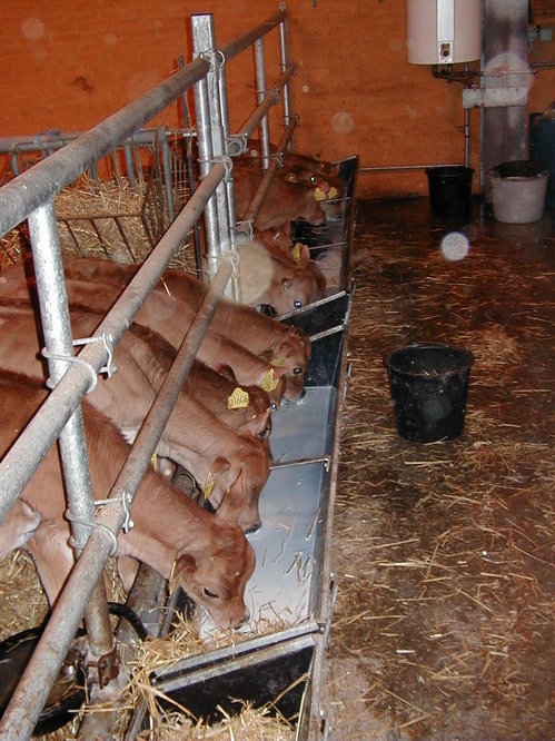 20000120: Ny stald - Kalve.
