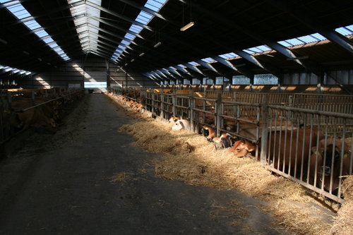 20060806: Køerne fodres og nyder stadig eftermiddagssolen.