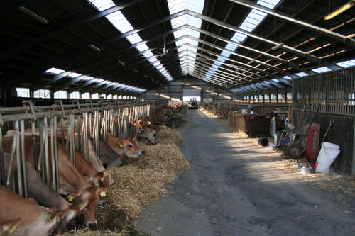 20050807: Køerne fodres.